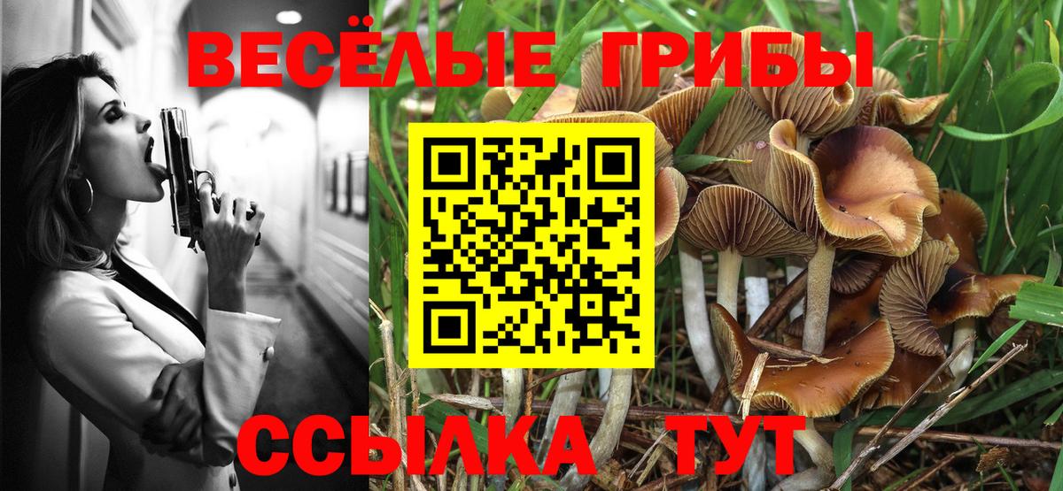 Галлюциногенные грибы Psilocybine cubensis Гудермес